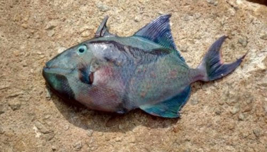 Kargil fish-1.